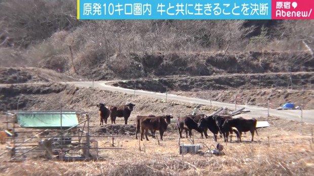 Ecco le mucche abbandonate a Fukushima