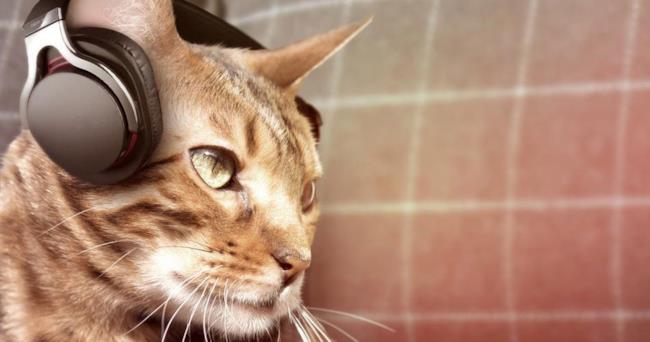 I gatti preferiscono musica creata apposta per la loro specie Un gatto ascolta la musica
