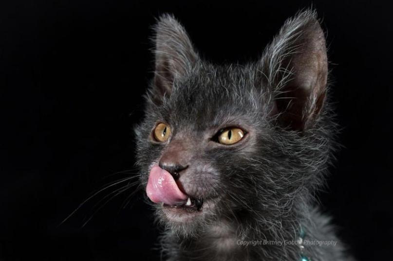 Il Lykoi