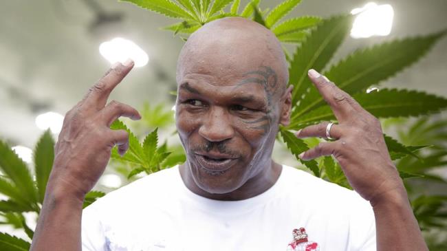 Mike Tyson sta costruendo un 'cannabis resort' nel deserto Mike Tyson circondato da cannabis