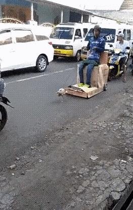 Uno strano mezzo di locomozione - Le GIF più divertenti da scaricare e condividere su Facebook e WhatsApp