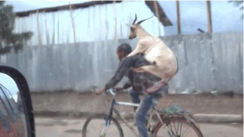 Un ragazzo porta una capra in bicicletta - Le GIF più divertenti da scaricare e condividere su Facebook e WhatsApp