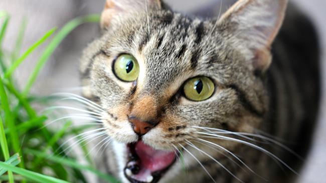 Un piccolo micio La foto di un gatto