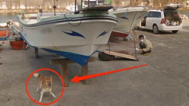 Il cane Photobomber Cane curioso!