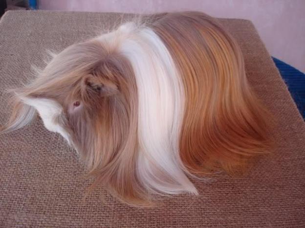 La cavia domestica Satin