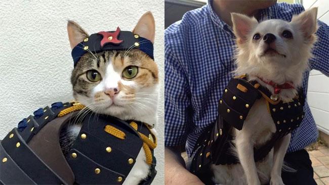Armature da samurai per cani e gatti Un micio e un cane con indosso un costume da samurai giapponese
