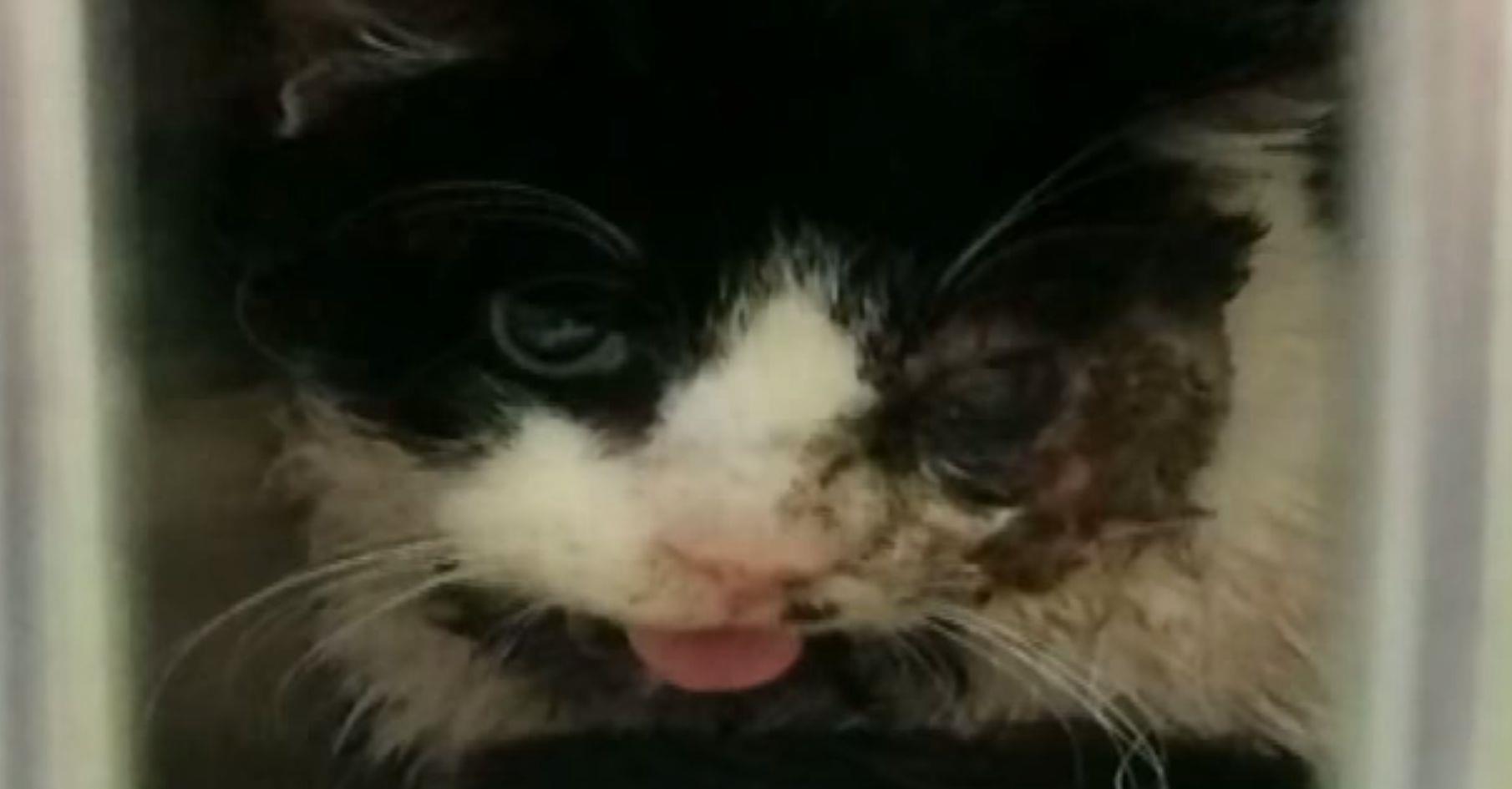 Il gatto zombie, Bart, dopo essere resuscitato
