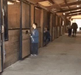 Un ragazzo spinge un pony fuori dalla sua stalla - Le GIF più divertenti da scaricare e condividere su Facebook e WhatsApp