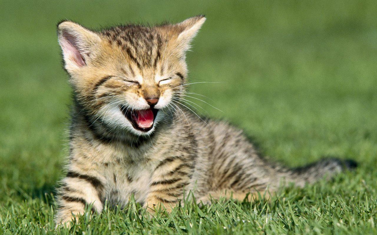 Un gattino nel prato