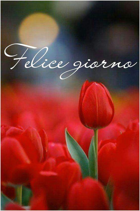 Il buongiorno su un campo di fiori