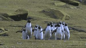 Dei pinguini molto felici - GIF di reazione ai commenti, le più divertenti da usare su Whatsapp e Facebook