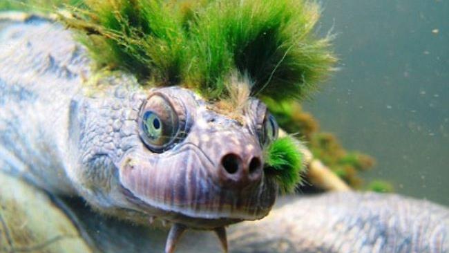 La tartaruga dalla cresta punk che respira dai genitali è a rischio La famosa tartaruga del fiume Mary