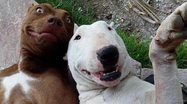 Selfie #Aftersex di una coppia di cani Su Twitter spopolano gli #Aftersex più assurdi
