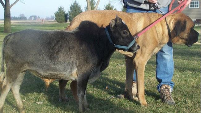 una micro-mucca una delle mucche di pillard