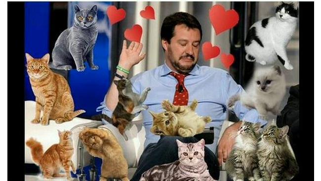 Matteo Salvini assediato dai gattini