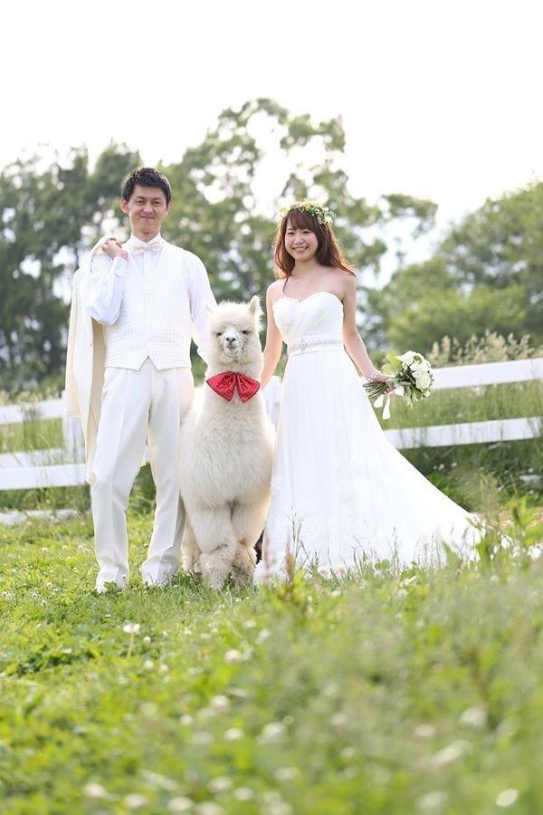 Una coppia di sposini giapponesi con il loro alpaca-testimone