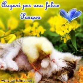Un tenero gattino - Immagini per auguri di Buona Pasqua