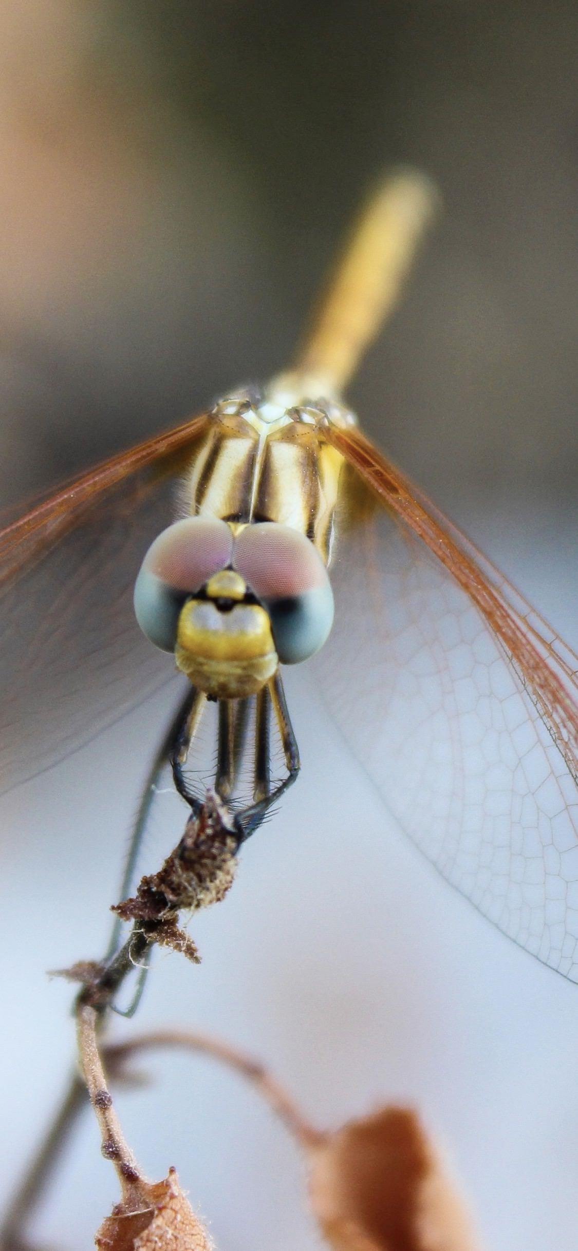 Una libellula - Sfondi per iPhone, i migliori da scaricare gratis
