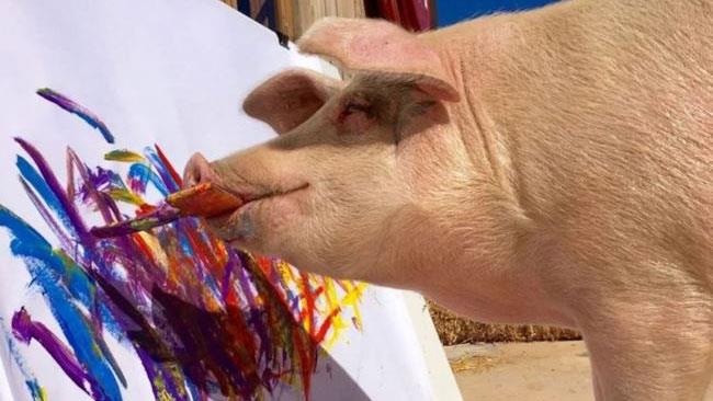 Pigcasso, il maiale pittore che ti sbalordirà Pigcasso all'opera
