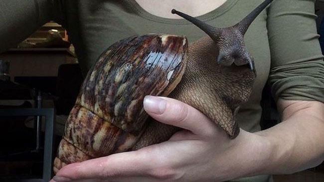 La lumaca gigante che somiglia a un coniglio Il simpatico lumacone