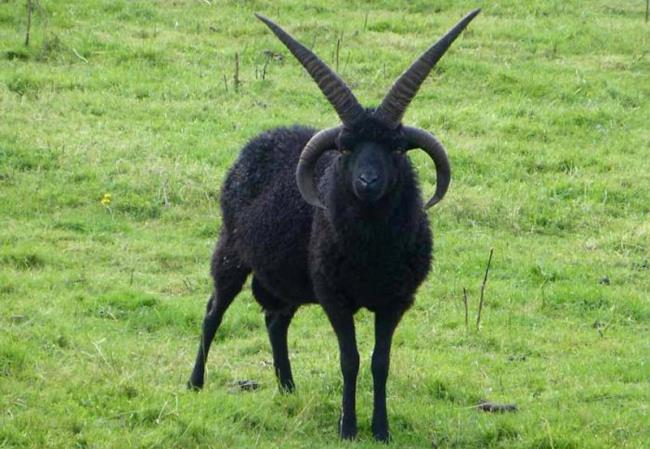 La capra più Heavy Metal di sempre