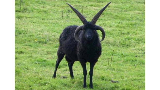 La capra più Heavy Metal di sempre