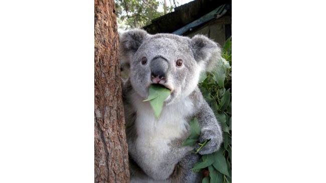 Koala