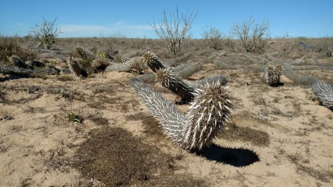 Diavolo Strisciante, il cactus che si uccide per camminare nel deserto Il cactus strisciante colonizza il deserto