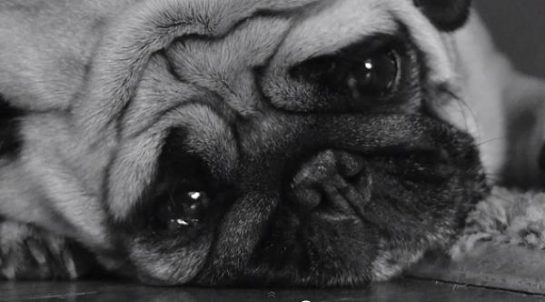 Cane triste che risente gli effetti del Blue Monday