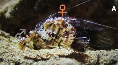 Due Neotrogla nell'atto sessuale