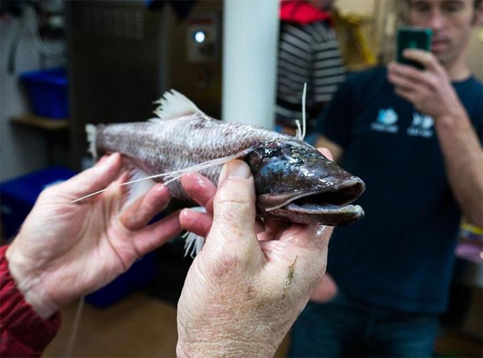un esemplare di pesce treppiede