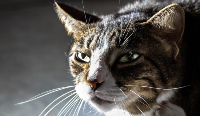 Ai gatti pare non piaccia essere accarezzati Gatto con espressione arrabbiata