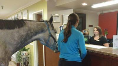 Il cavallo e la ragazza aspettano alla reception