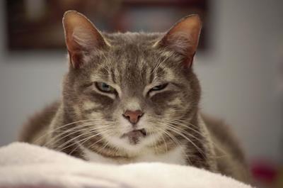Un gatto sospetto