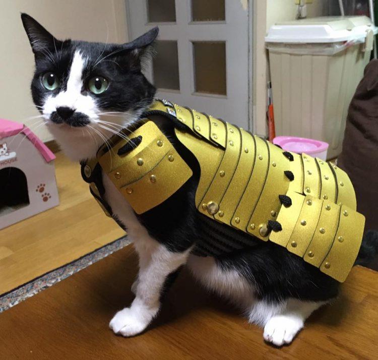 Foto di un gatto con l'armatura giapponese