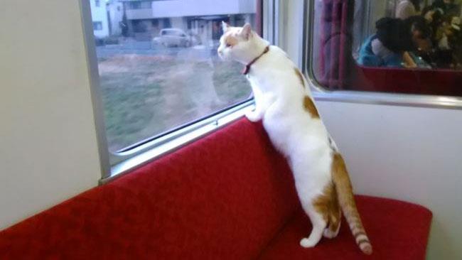 Uno dei gatti del cat-cafè ferroviario Il neko-cafè ferroviario in Giappone