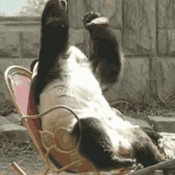 Un panda si nasconde la faccia - GIF di reazione ai commenti, le più divertenti da usare su Whatsapp e Facebook