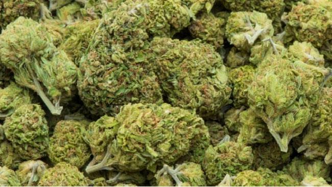 Alla polizia: ‘È muschio per il presepe’, invece sono 50 kg di droga L'erba ritrovata dagli agenti
