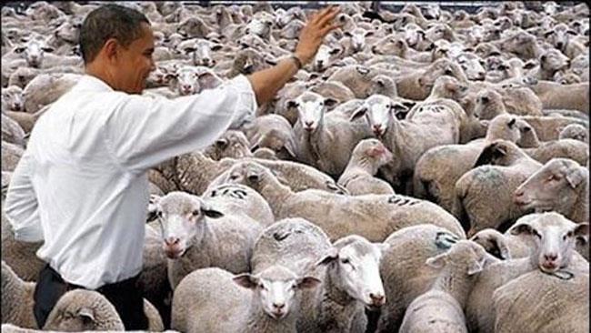 Le pecore sono in grado di riconoscere i volti delle celebrità Obama e delle pecore