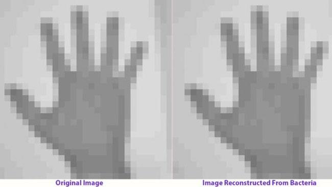 Da Harvard arriva il primo batterio appassionato di cinema Alcuni fotogrammi del film impiantato nel batterio