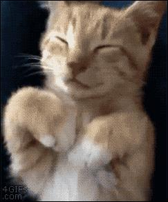 Un gatto si mette la faccia fra le zampe - GIF di reazione ai commenti, le più divertenti da usare su Whatsapp e Facebook