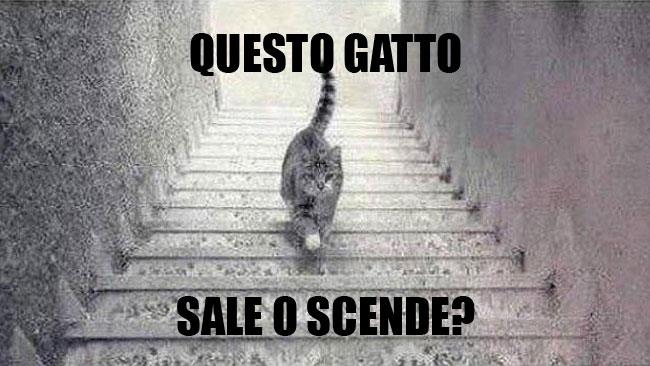 Il gatto sale o scende le scale: il dibattito Il gatto che sale e scende le scale
