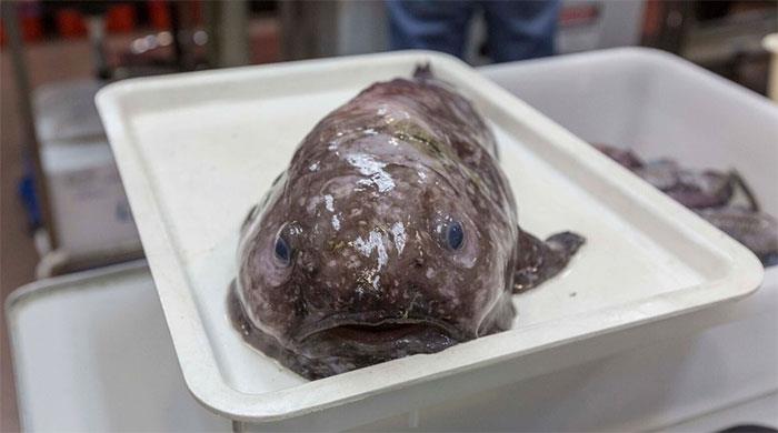 Una immagine del pesce blob