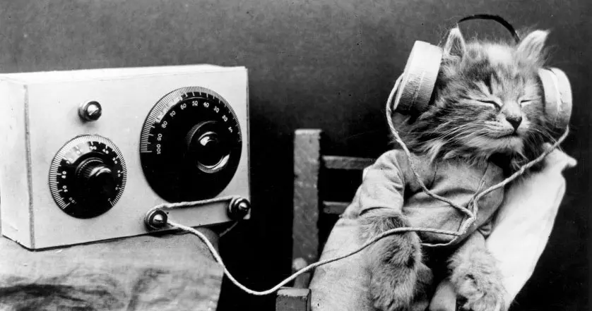 Foto di gatto che ascolta musica