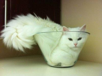 Un gatto incastrato nella vetreria