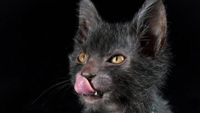 Tutti gli animali più strani creati dall'uomo Il gatto pipistrello Lykoi