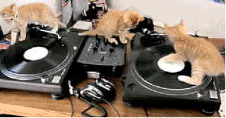Tre gattini su una console da DJ
