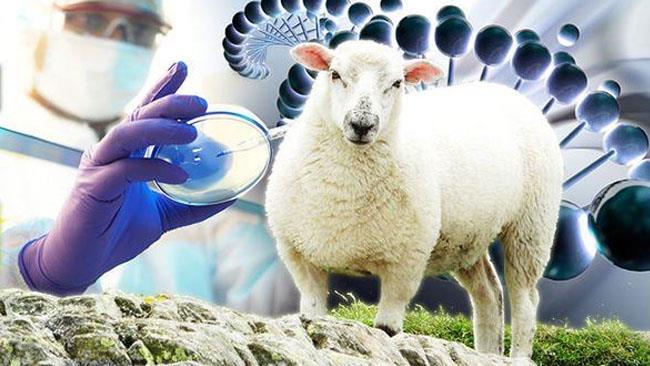 Gli ibridi uomo-pecora sono il futuro dei trapianti Uno scienziato fa esperimenti sugli ibridi uomo-pecora