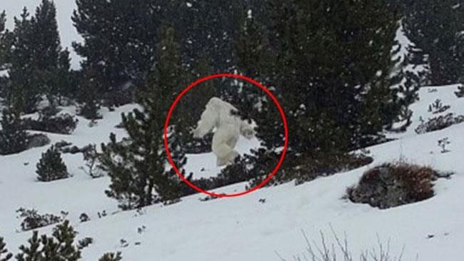 Lo Yeti è in realtà un orso, smontata la leggenda con la prova del DNA Uno degli avvistamenti presunti dello Yeti
