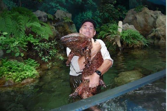 La salamandra gigante cinese